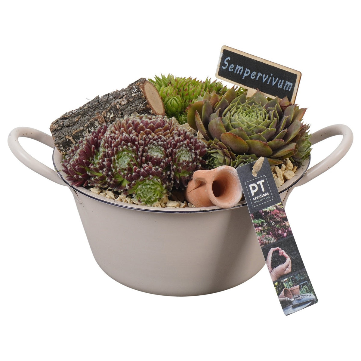 arr. Sempervivum 17cm 19cm Pot