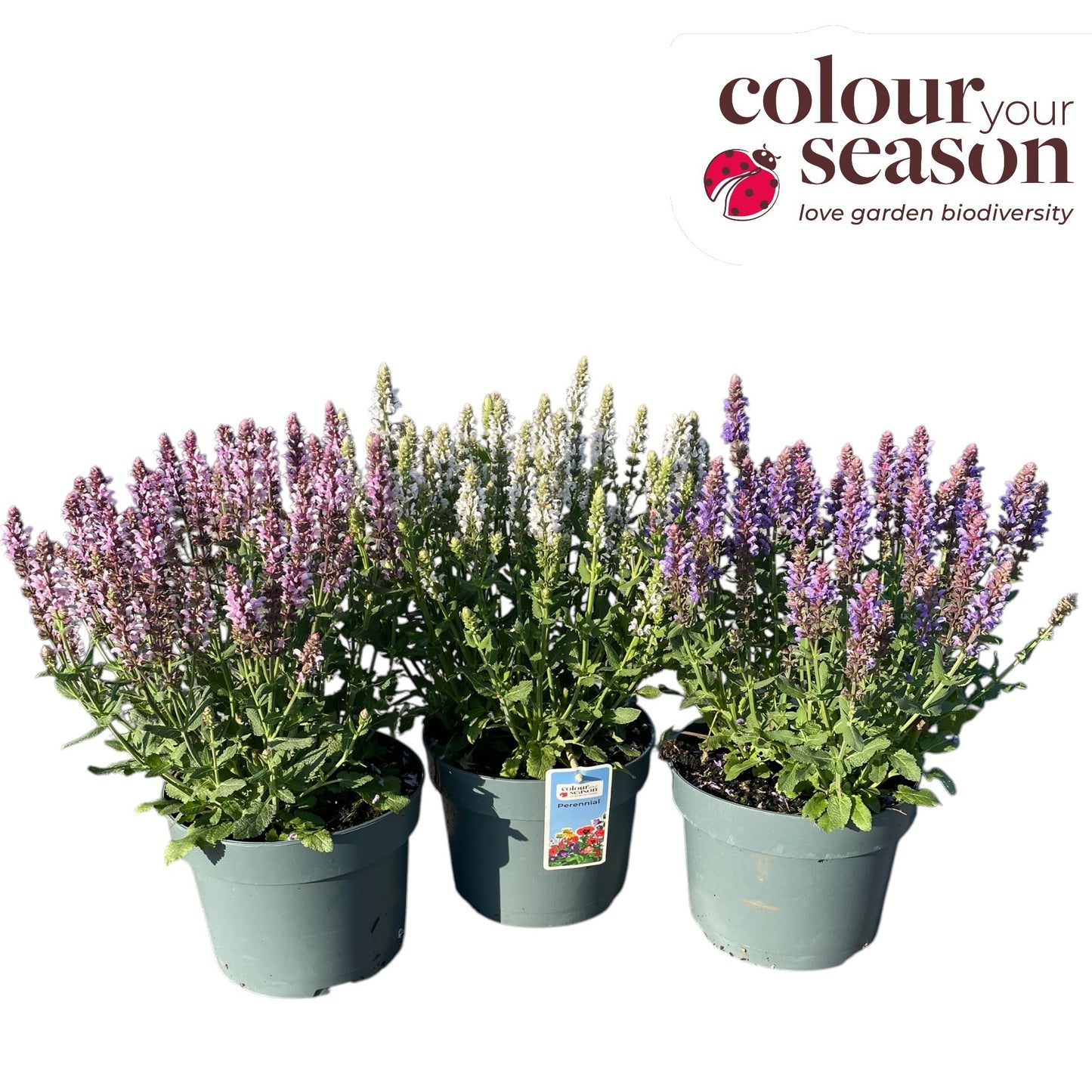 Salvia nemorosa 35cm 19cm Pot