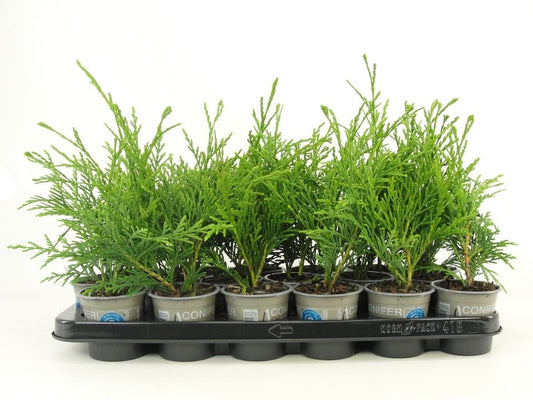 Thuja plicata 15cm 9cm Pot