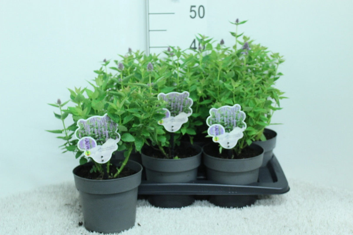 Agastache Blue Fortune 45cm 17cm Pot