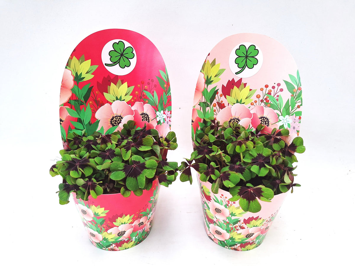 Oxalis deppei 16cm 13cm Pot