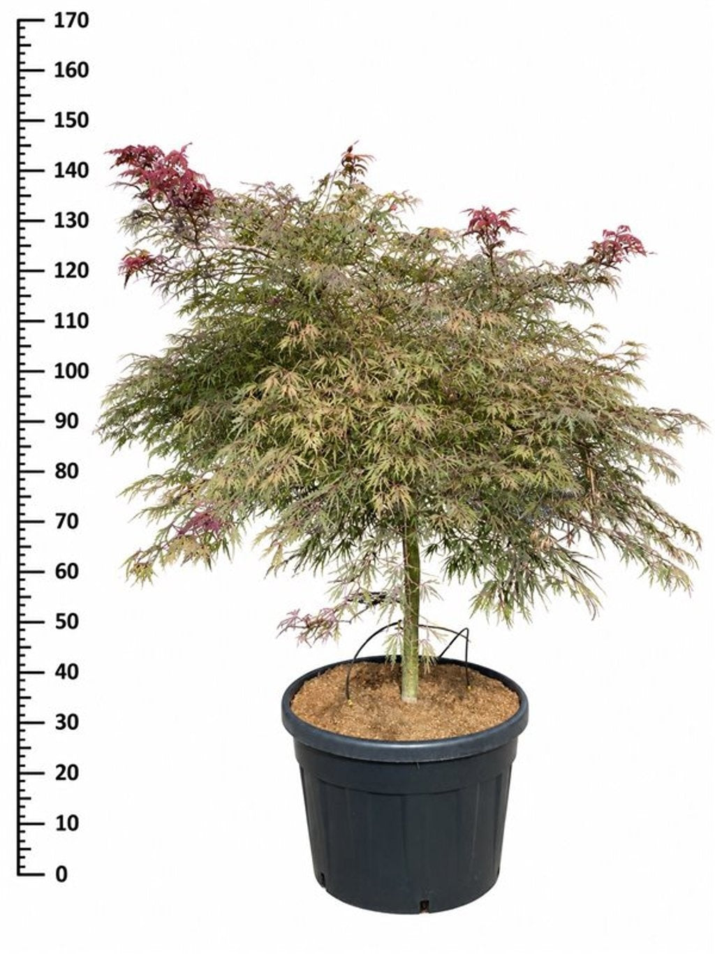 Acer Inaba-shidare 150cm 65cm Pot