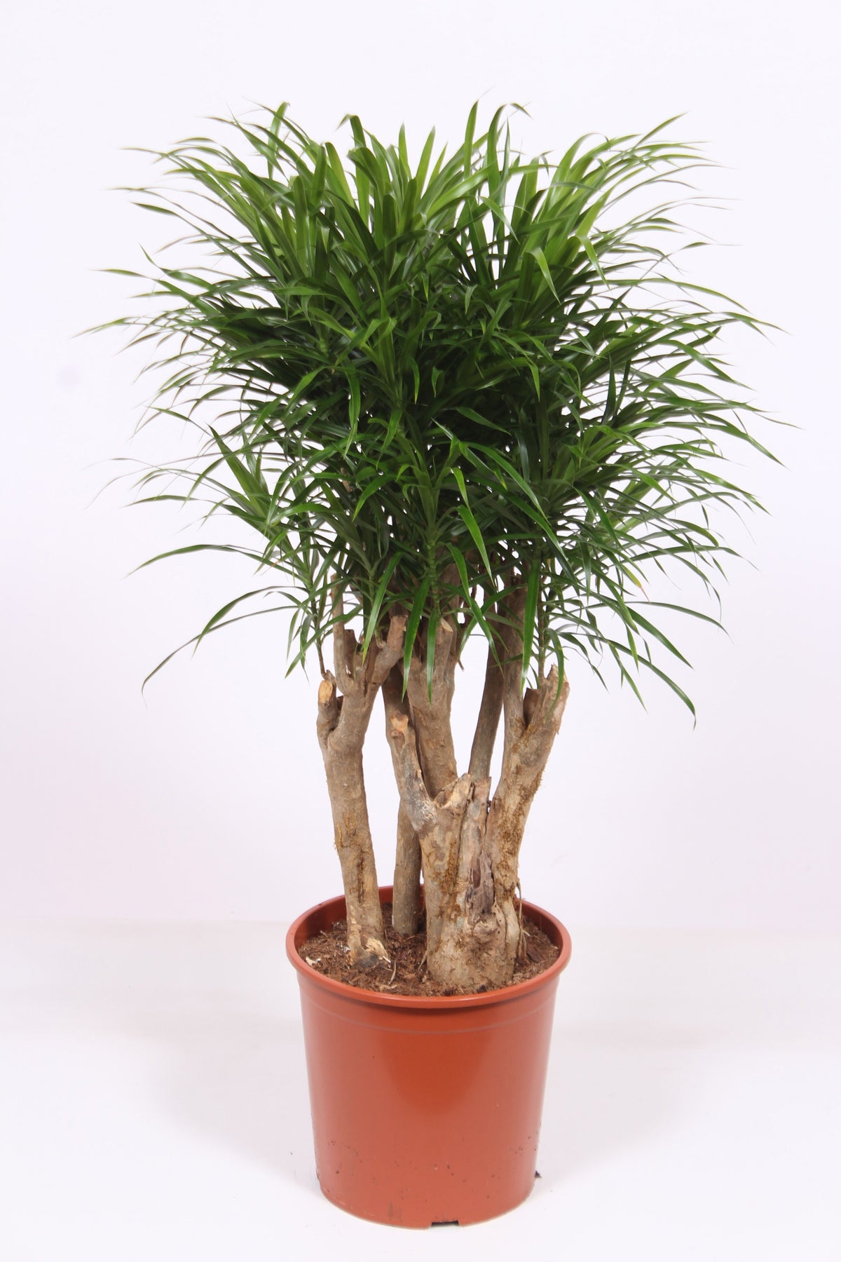 Dracaena ref. Anita 110cm 30cm Pot