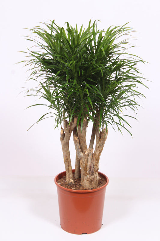 Dracaena ref. Anita 110cm 30cm Pot