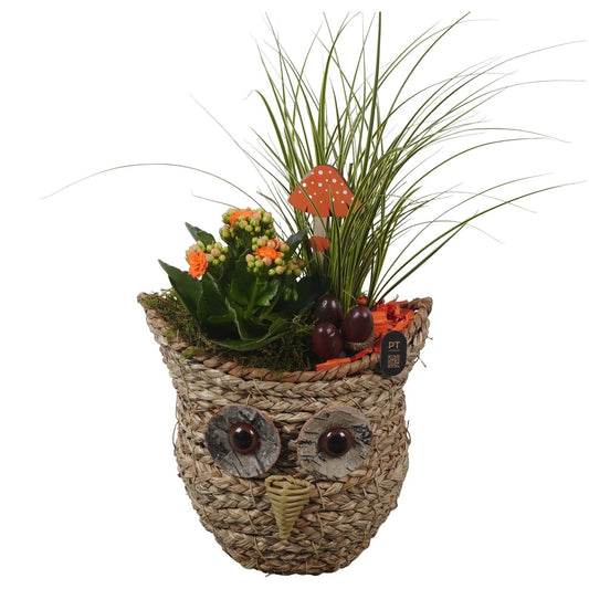 Indoor arrangement 45cm 21cm Pot