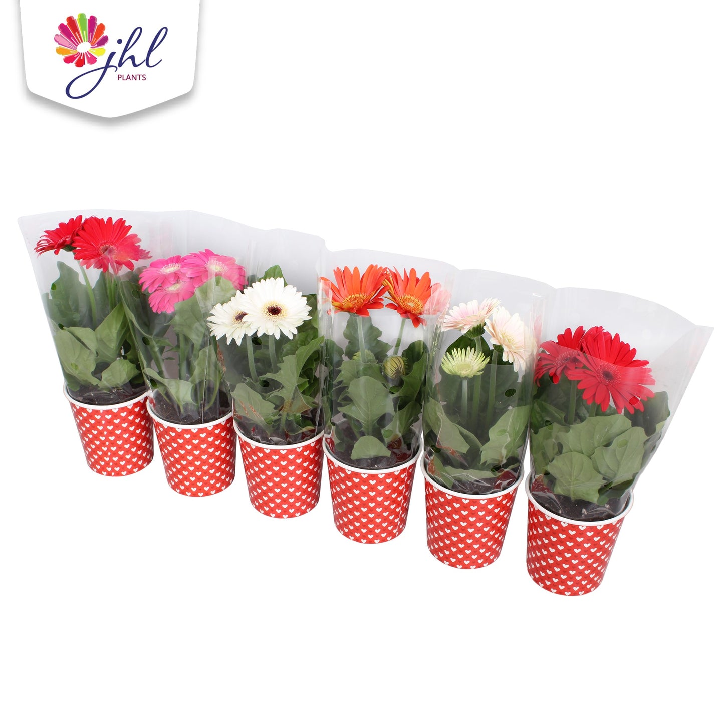 Gerbera Colourgame mix 25cm 9cm Pot