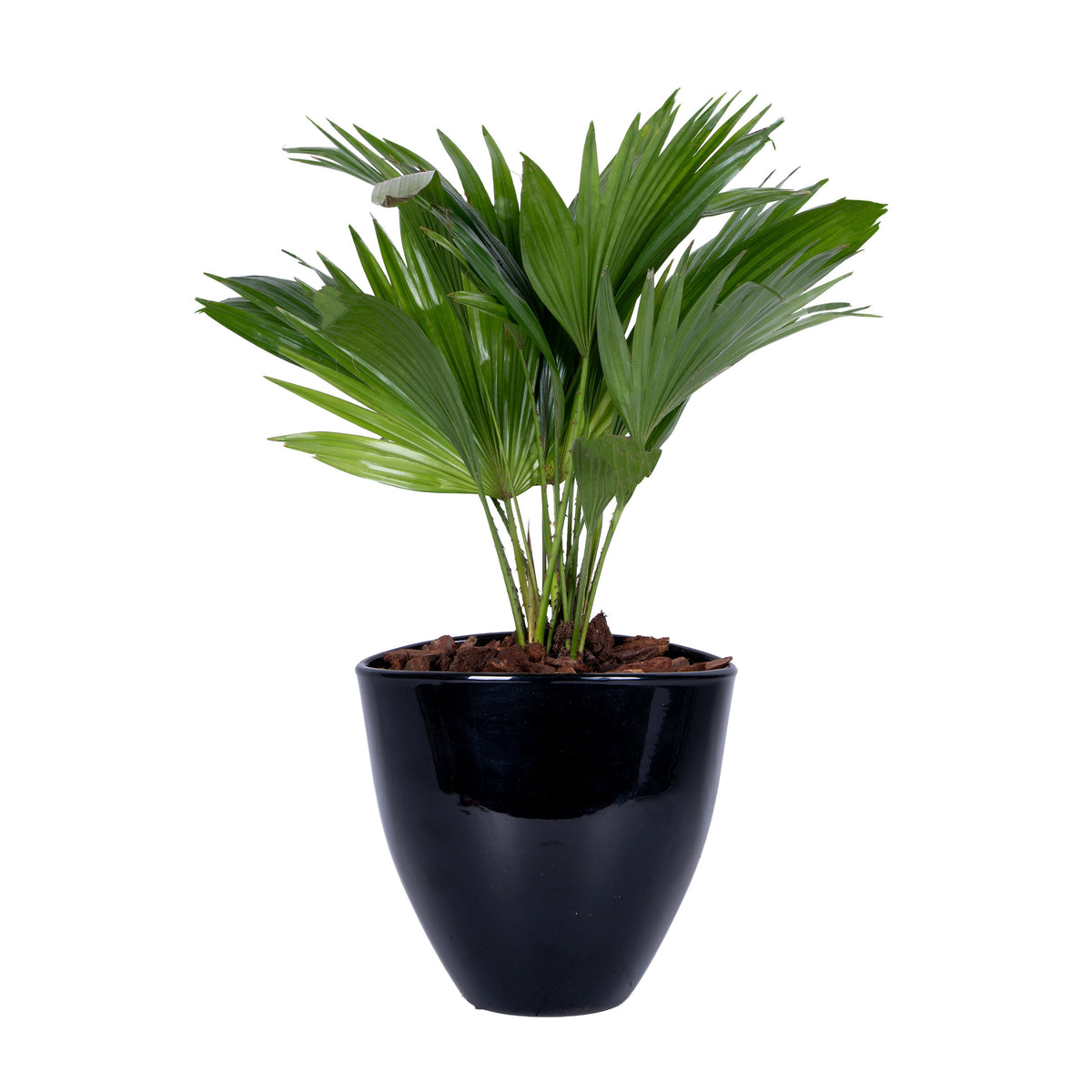 Livistona rotundifolia 55cm 22cm Pot