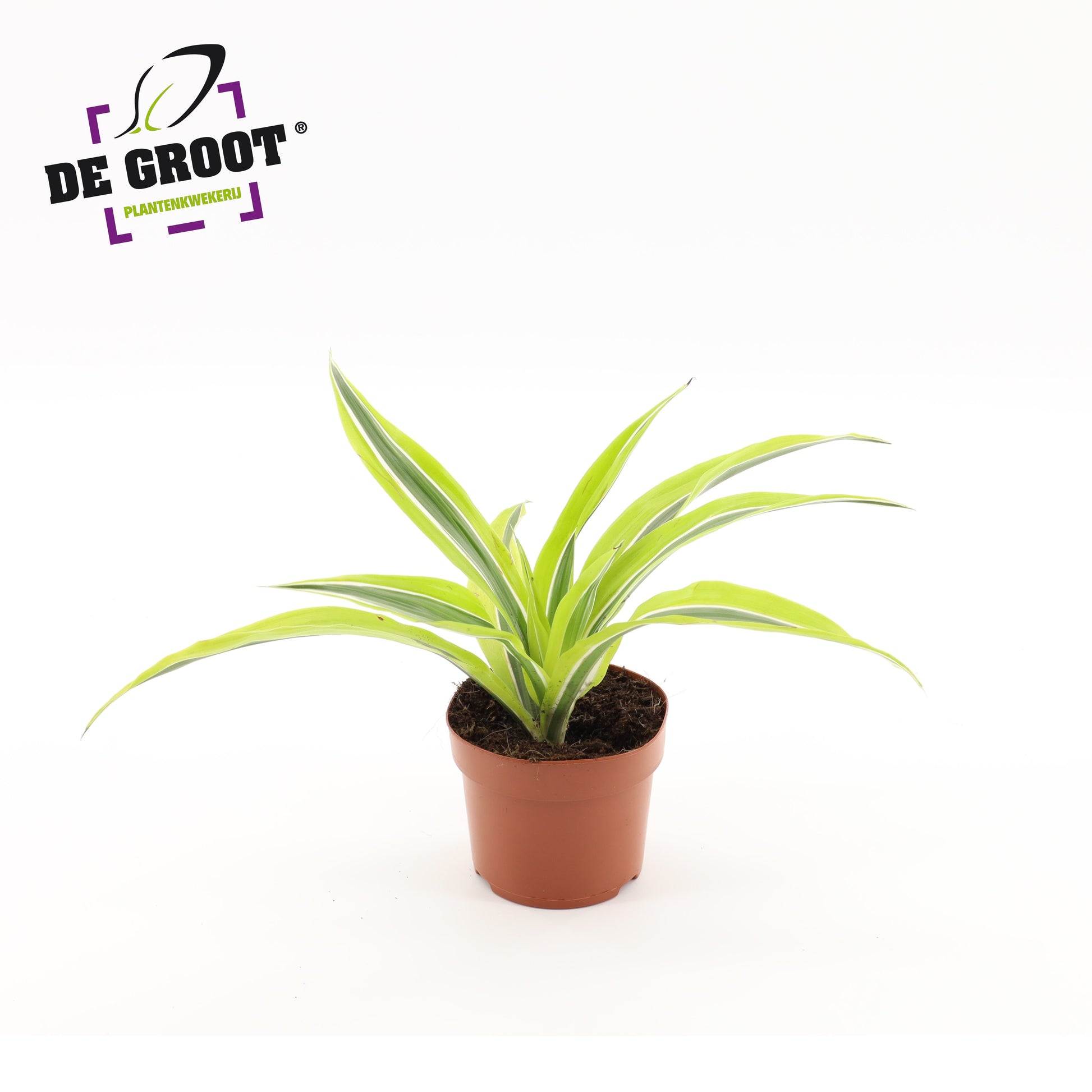 Dracaena fragrans Lemon Lime 25cm 12cm Pot