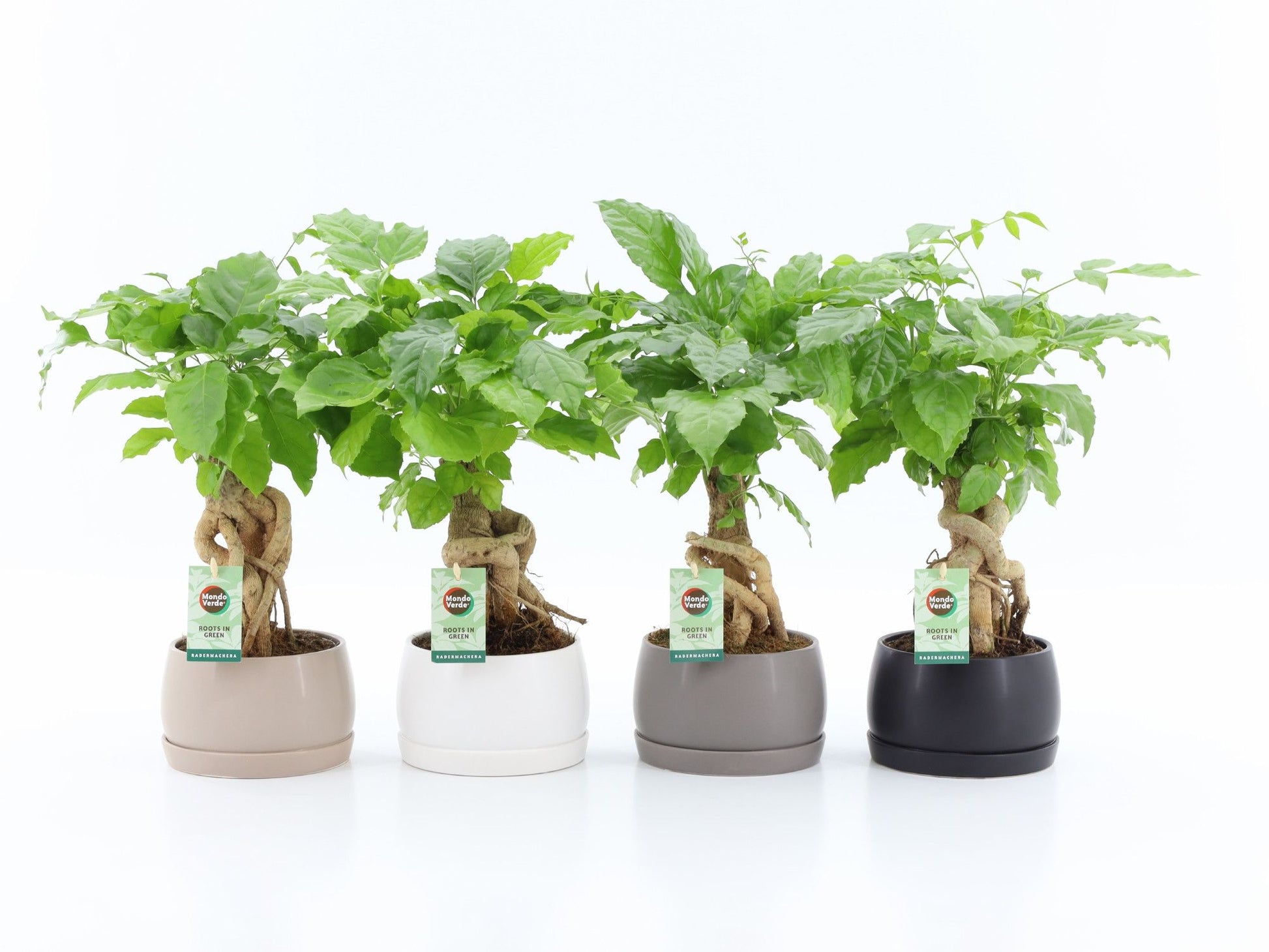 Radermachera sinica 30cm 16cm Pot