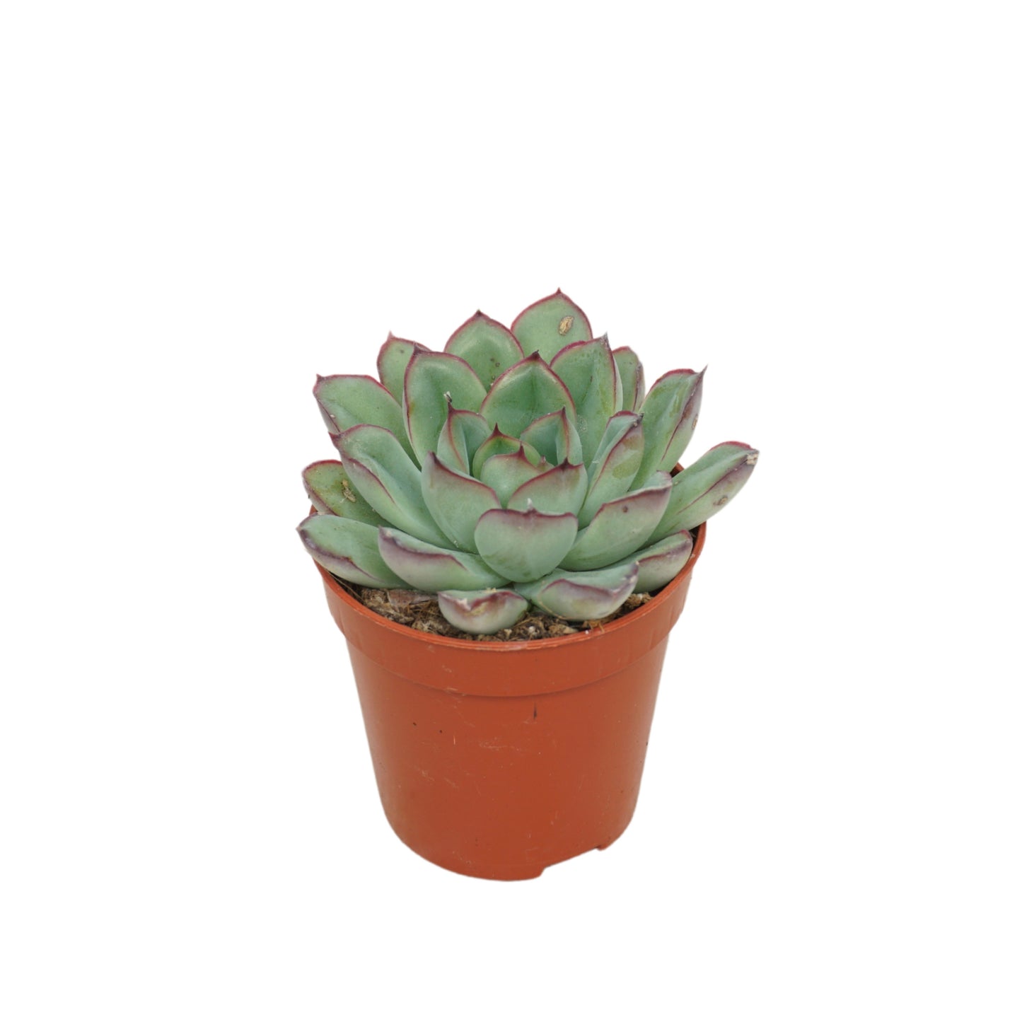 Echeveria pulidonis 8cm 505cm Pot