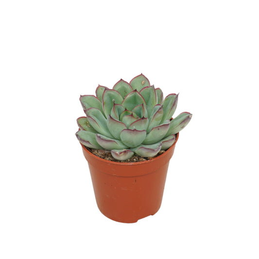 Echeveria pulidonis 8cm 505cm Pot