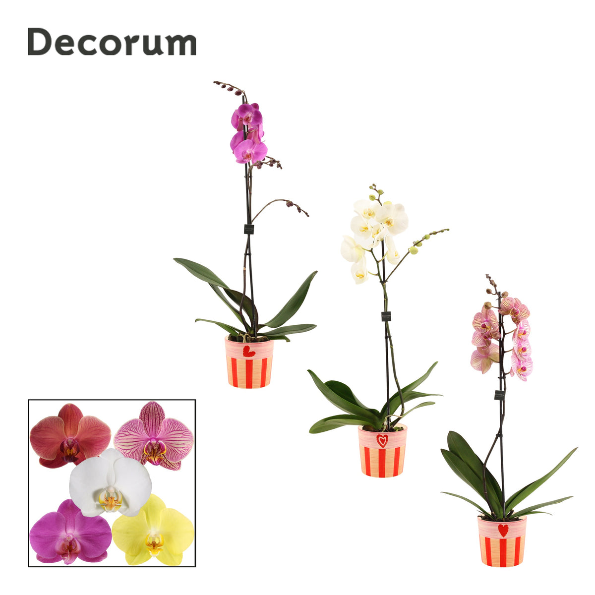 Phalaenopsis mix 65cm 12cm Pot