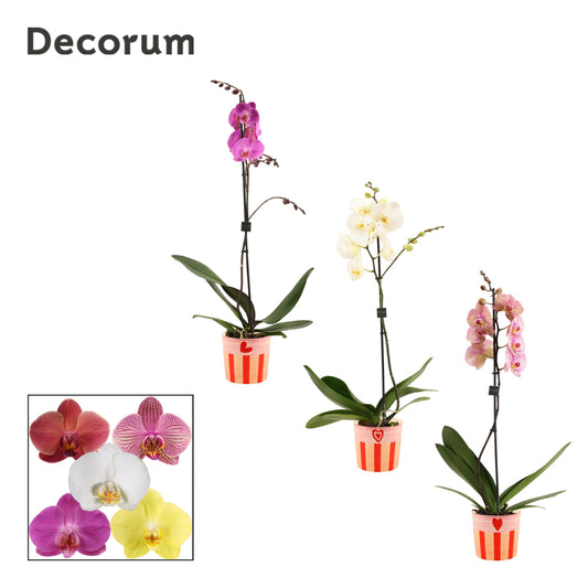 Phalaenopsis mix 65cm 12cm Pot