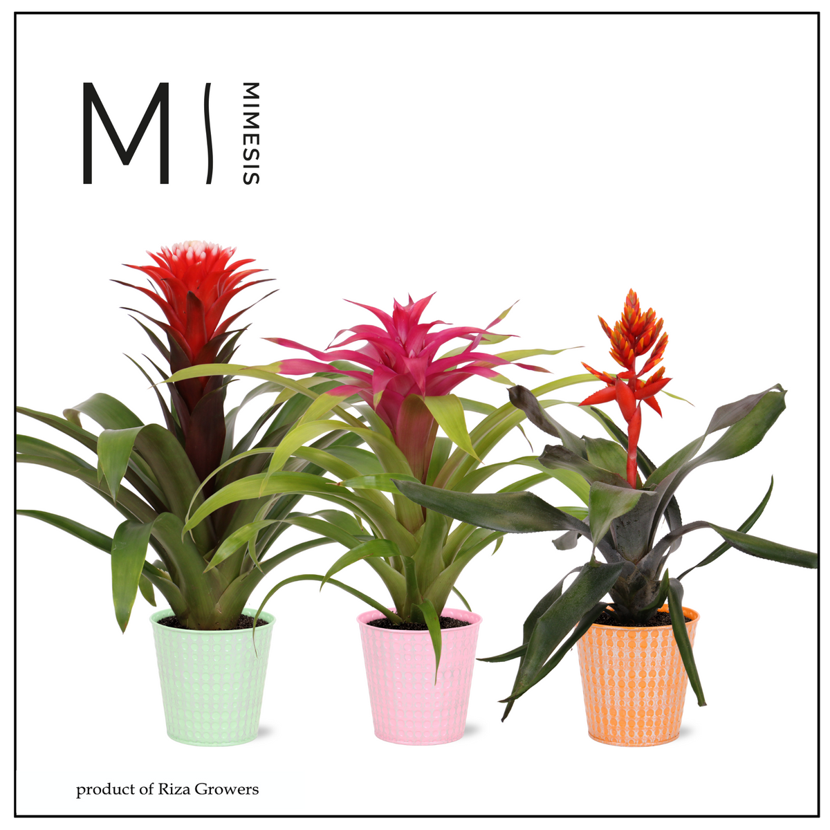 Bromelia mix 45cm 12cm Pot