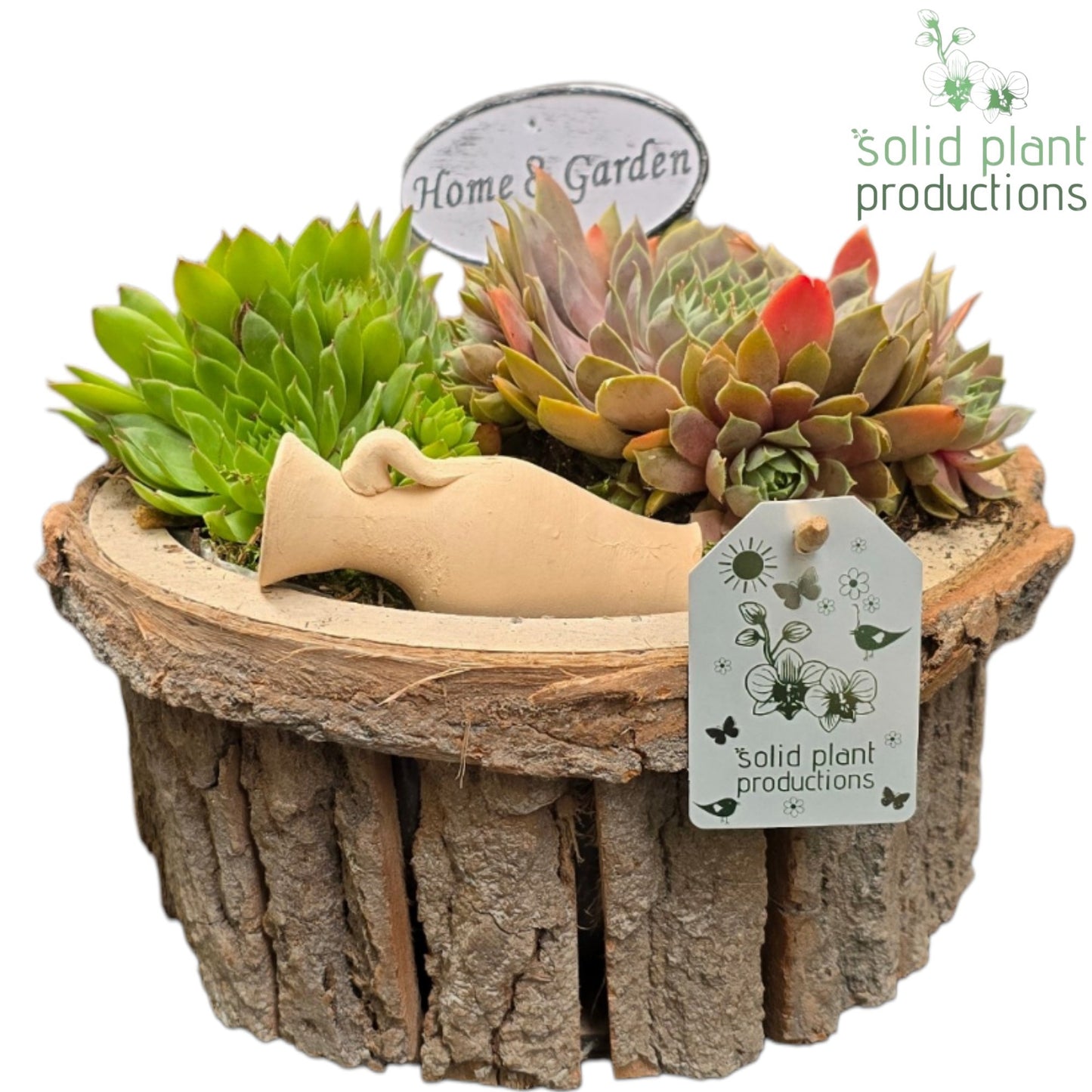 Solid Plant Productions SMP026 Bark S Medium Grey Sempervivum Pack of 1