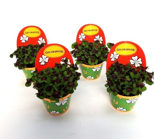 Oxalis deppei 18cm 9cm Pot