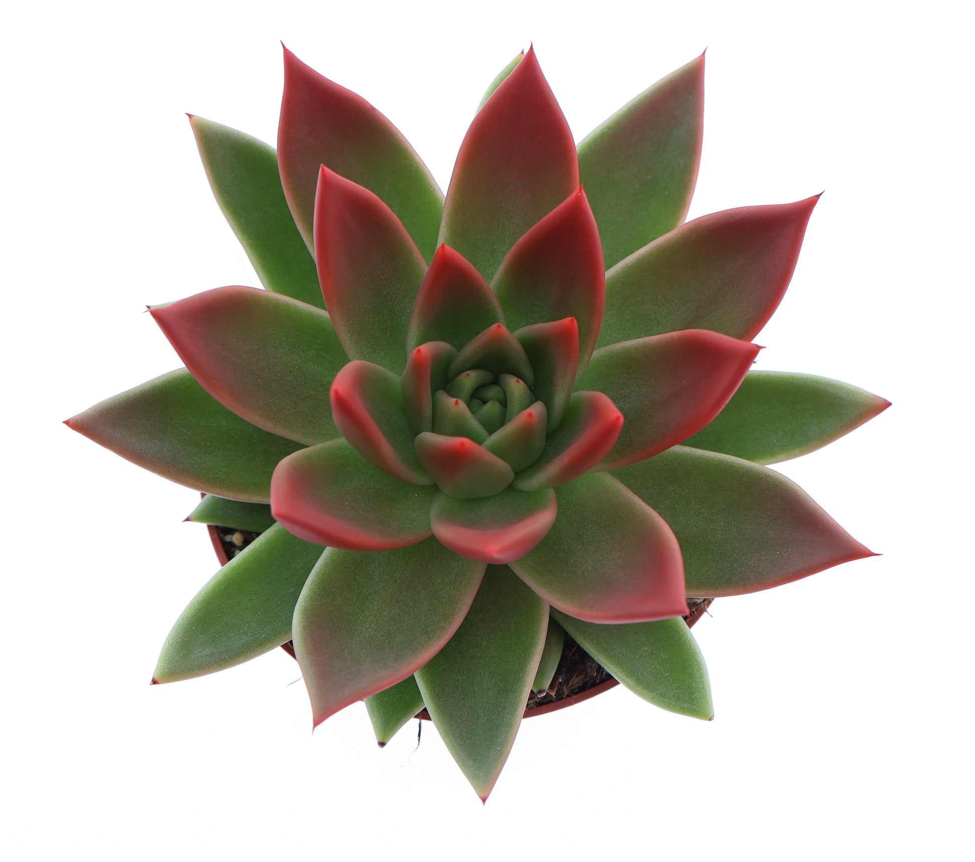 Miranda tips red 12cm 510cm Pot