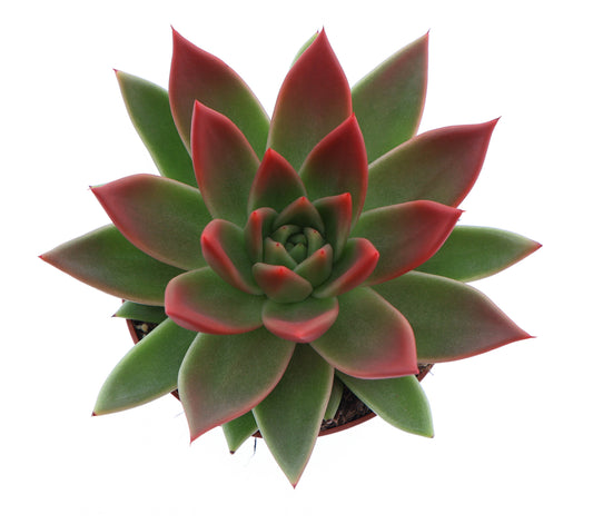 Miranda tips red 12cm 510cm Pot