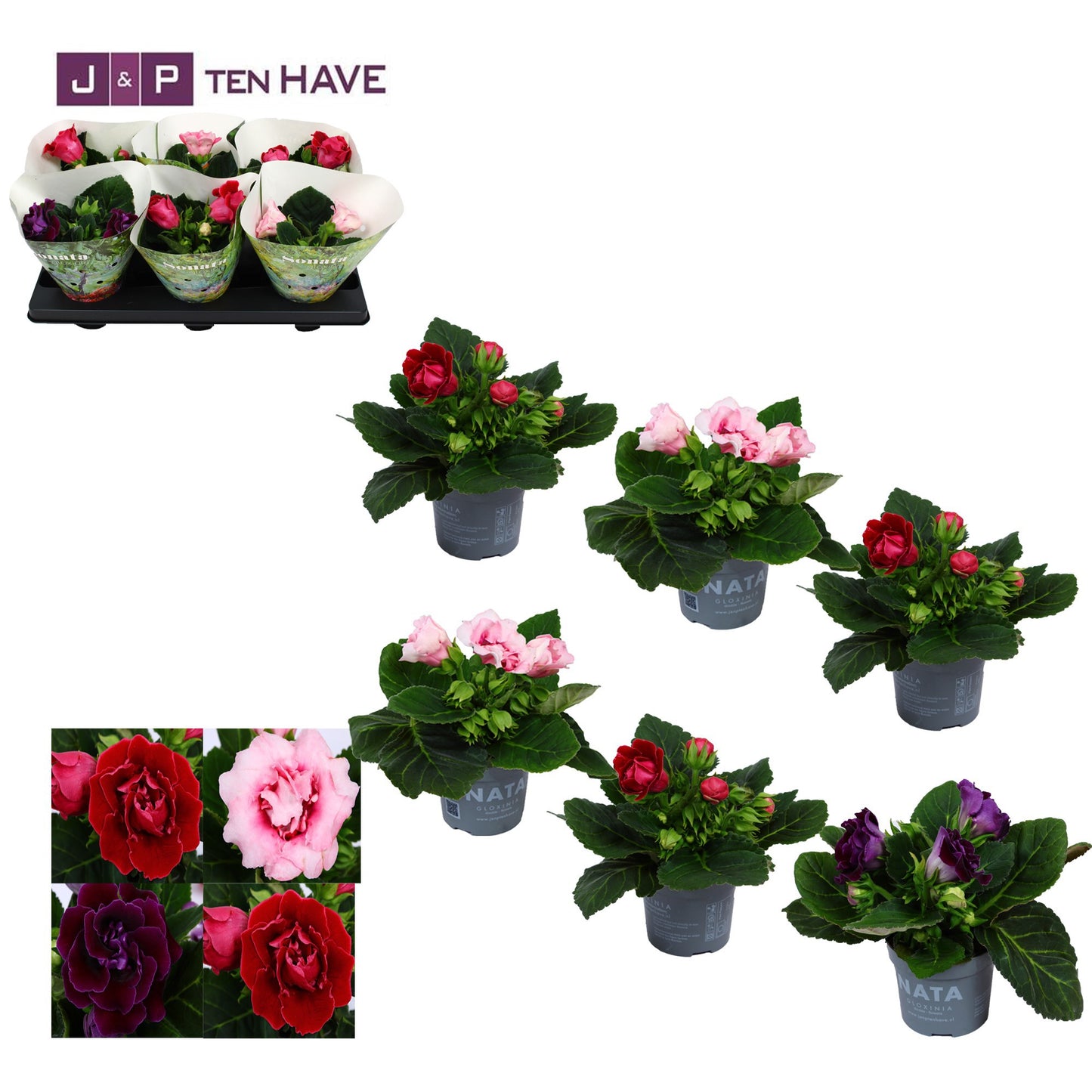 Sinningia Sonata mix 20cm 13cm Pot