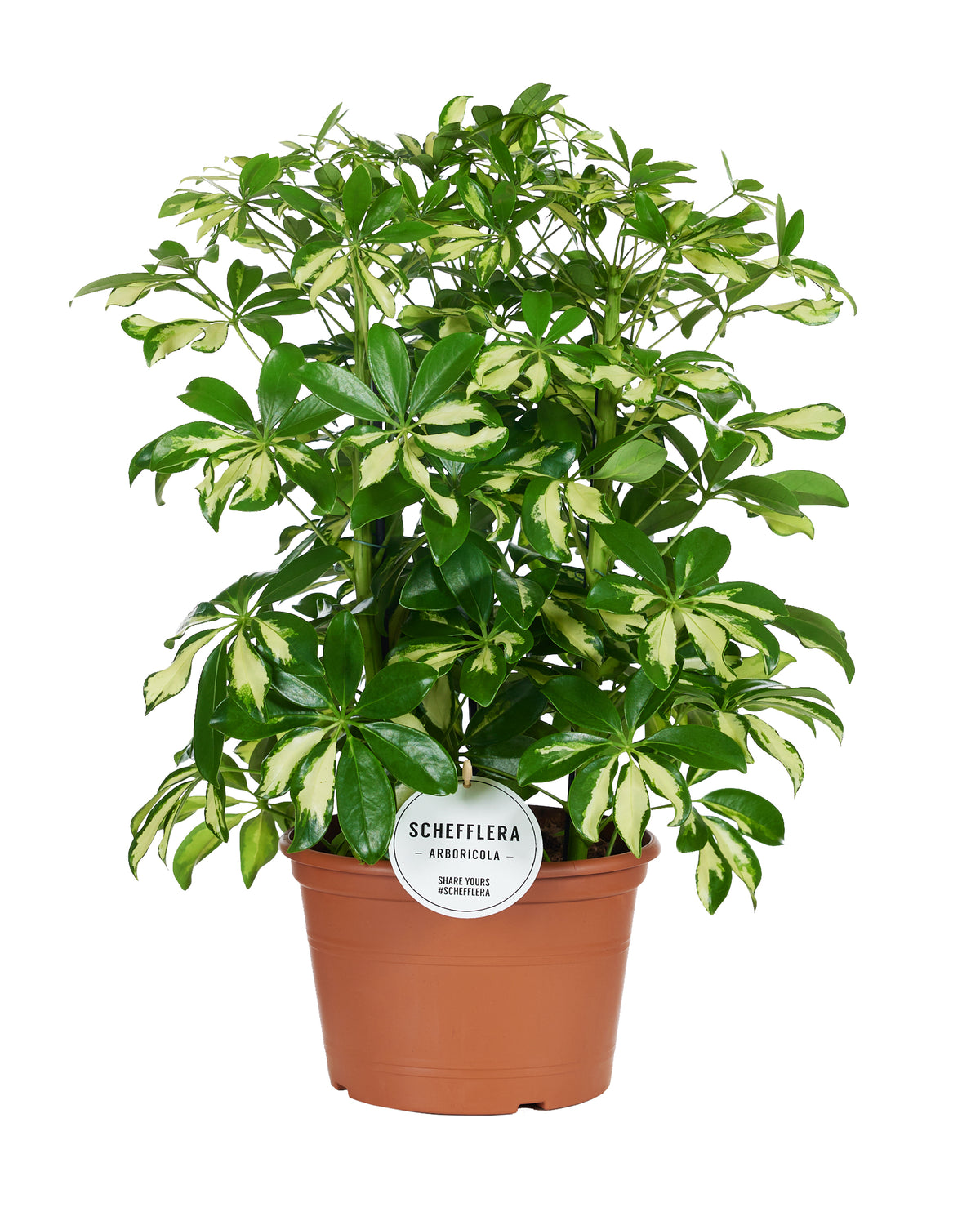 Schefflera Gerda 50cm 21cm Pot