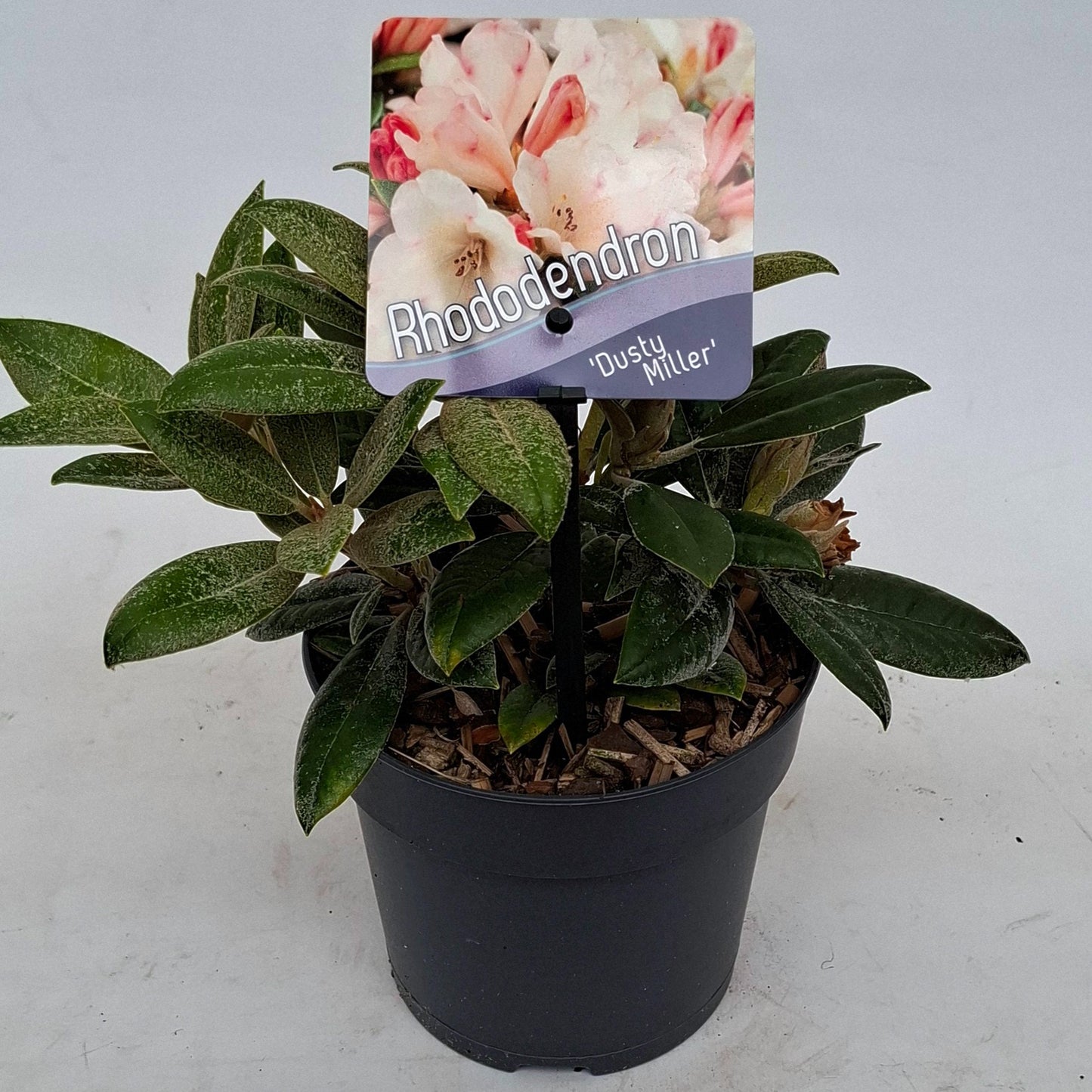 J.C.A.M. van Acht Rhododendron Dusty Miller Pack of 8