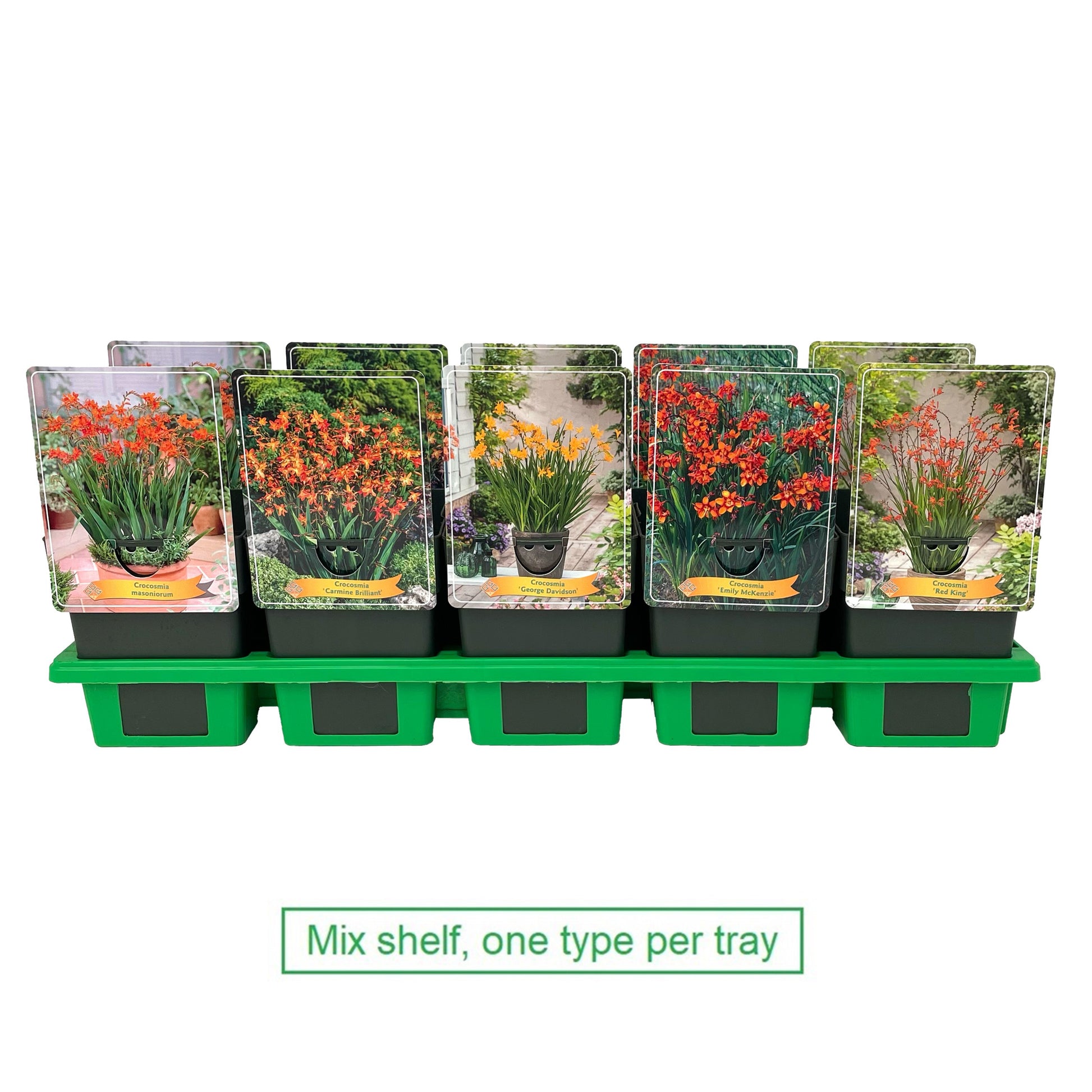 Crocosmia Red King 25cm 11cm Pot