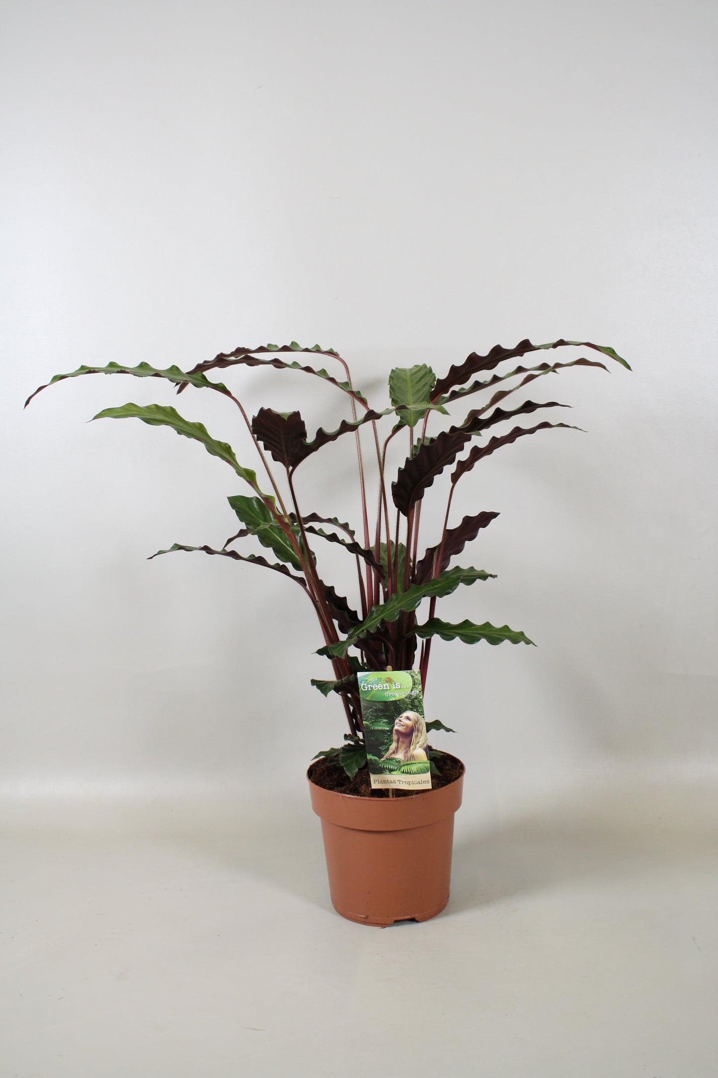 Vireo-Hedera plant BV Calathea Rufibarba Pack of 1