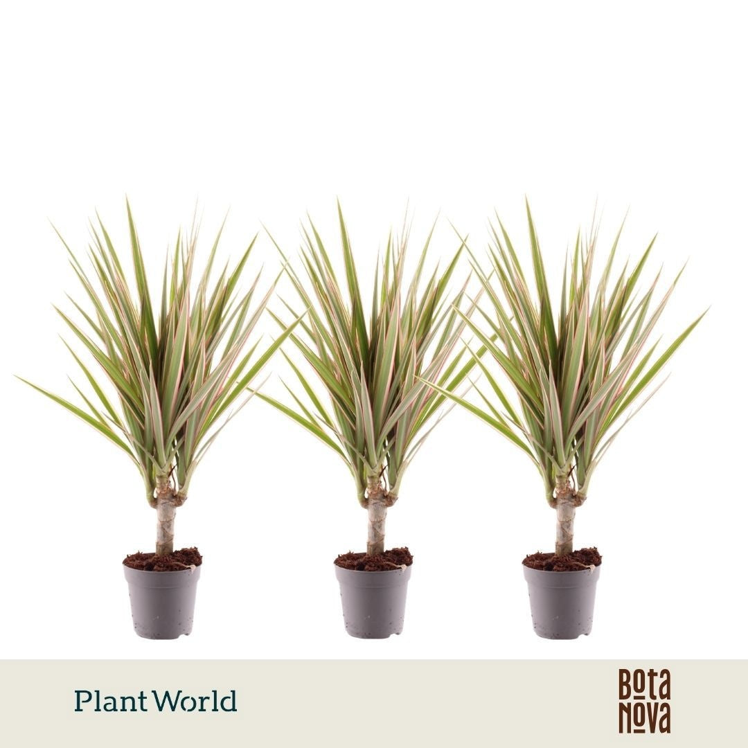 Dracaena Bicolor 35cm 7cm Pot