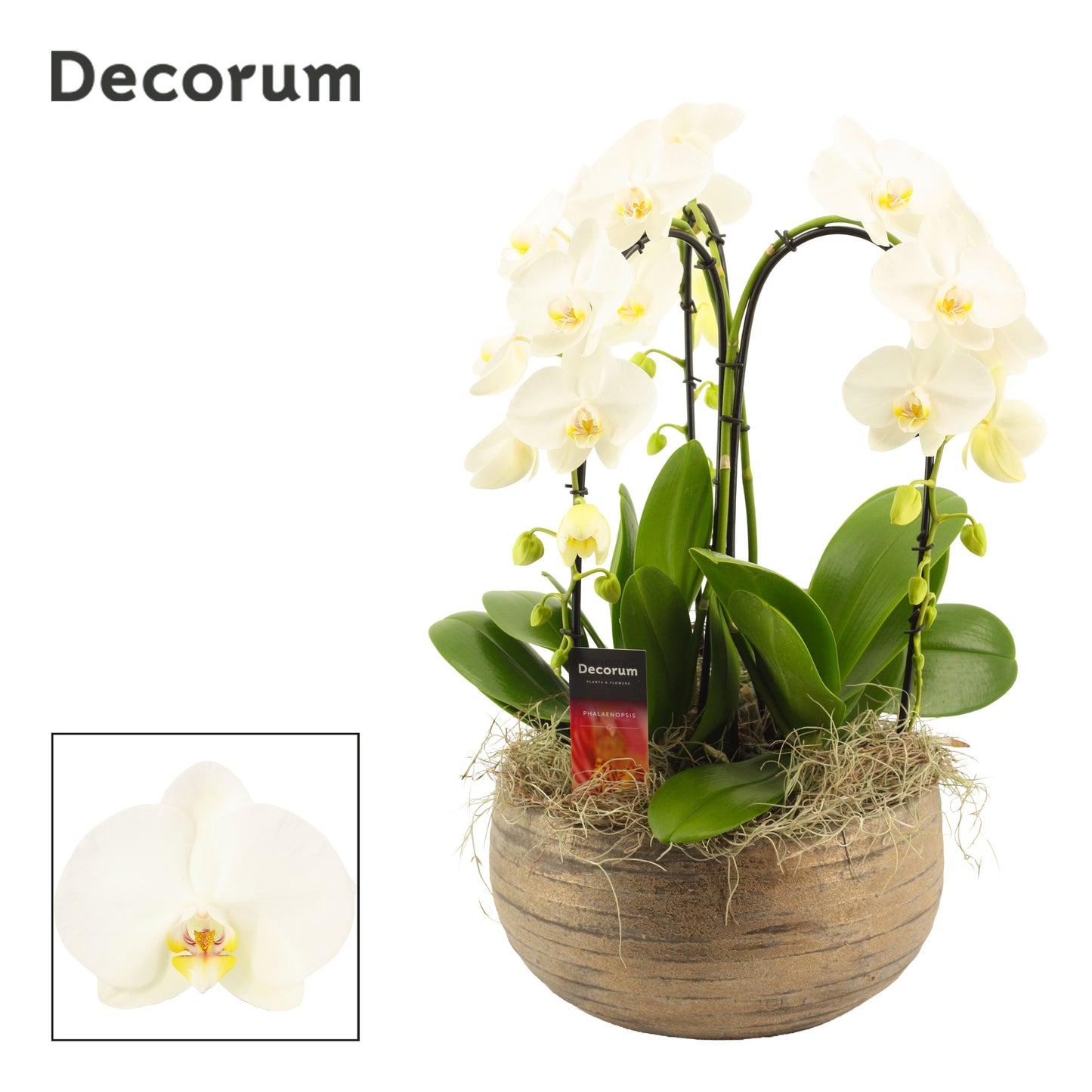 Phalaenopsis white 55cm 27cm Pot