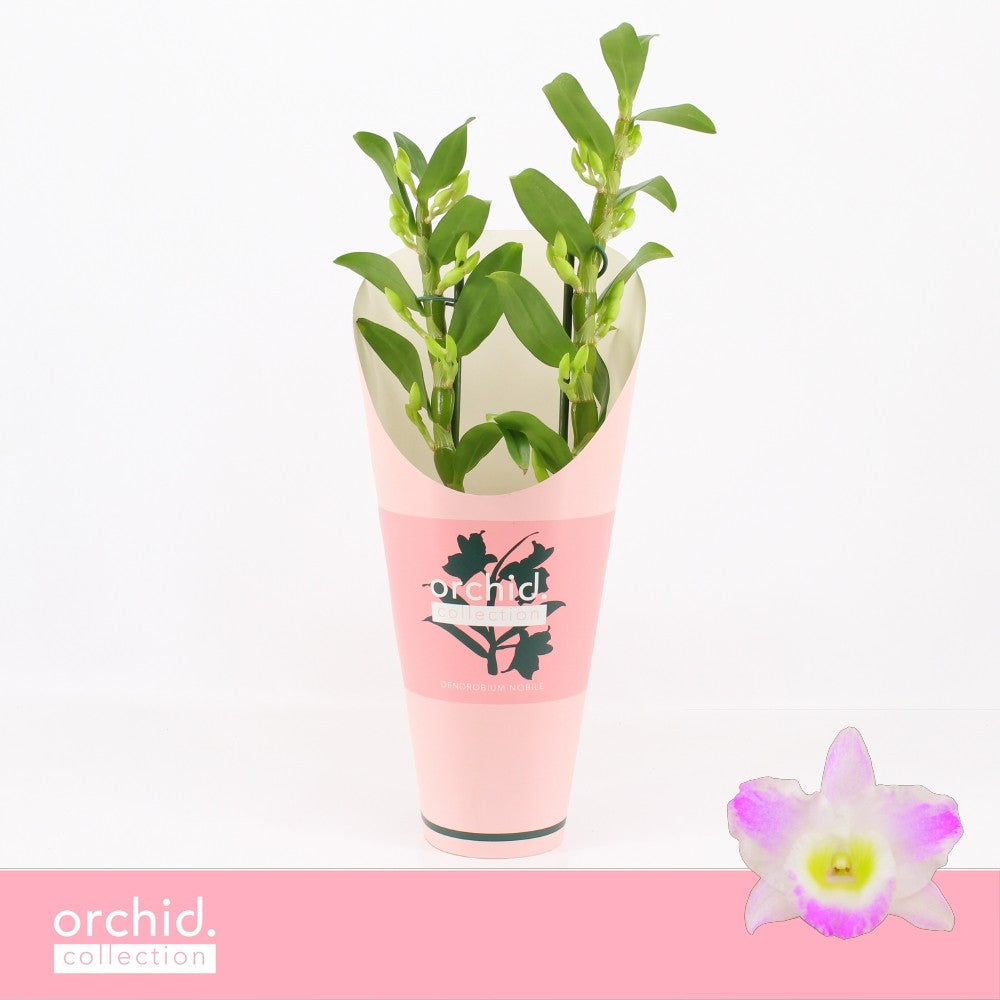 Dendrobium Pandora 40cm 12cm Pot