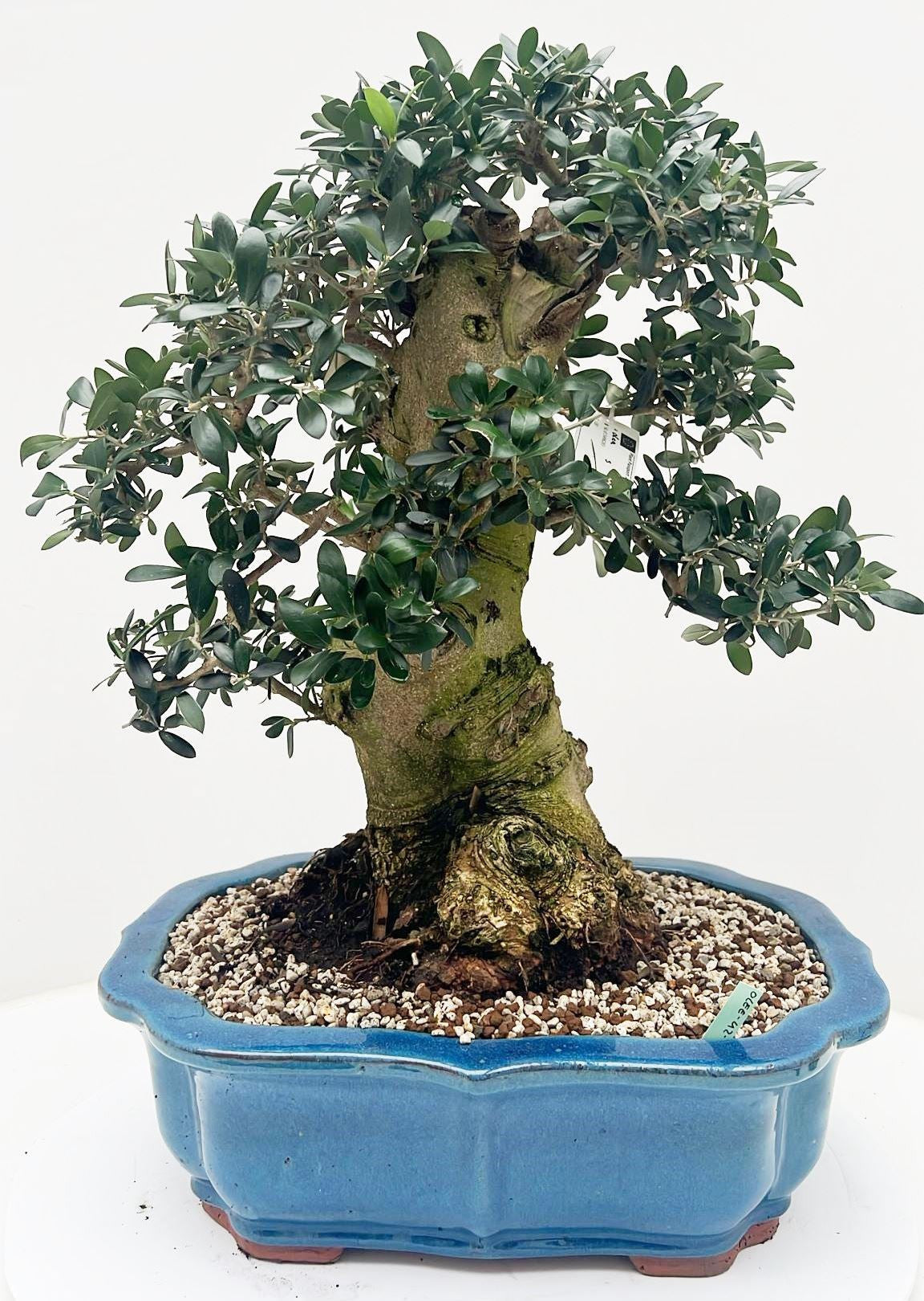 Olea europaea 65cm 42cm Pot