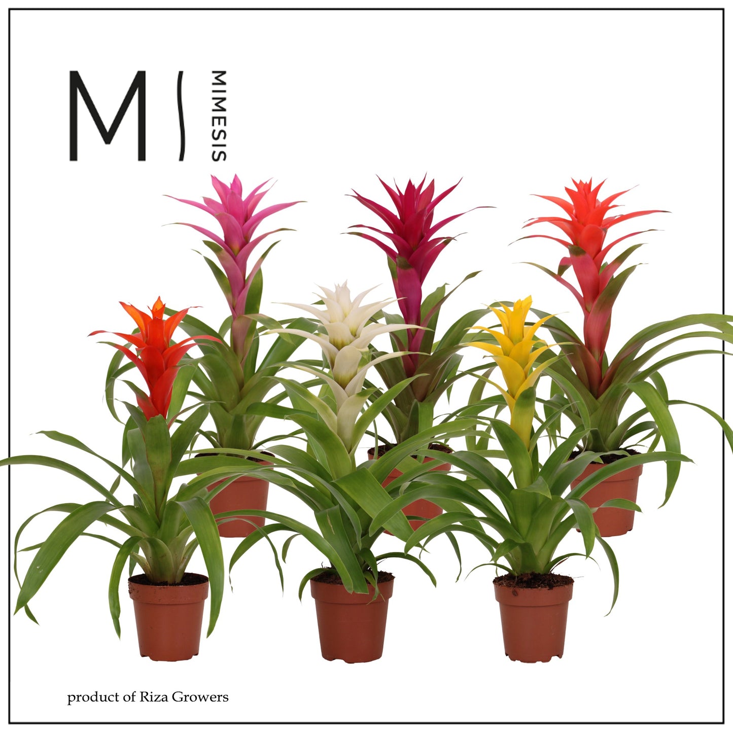 Riza Bromelia Specialist Guzmania Suerte mix Pack of 10