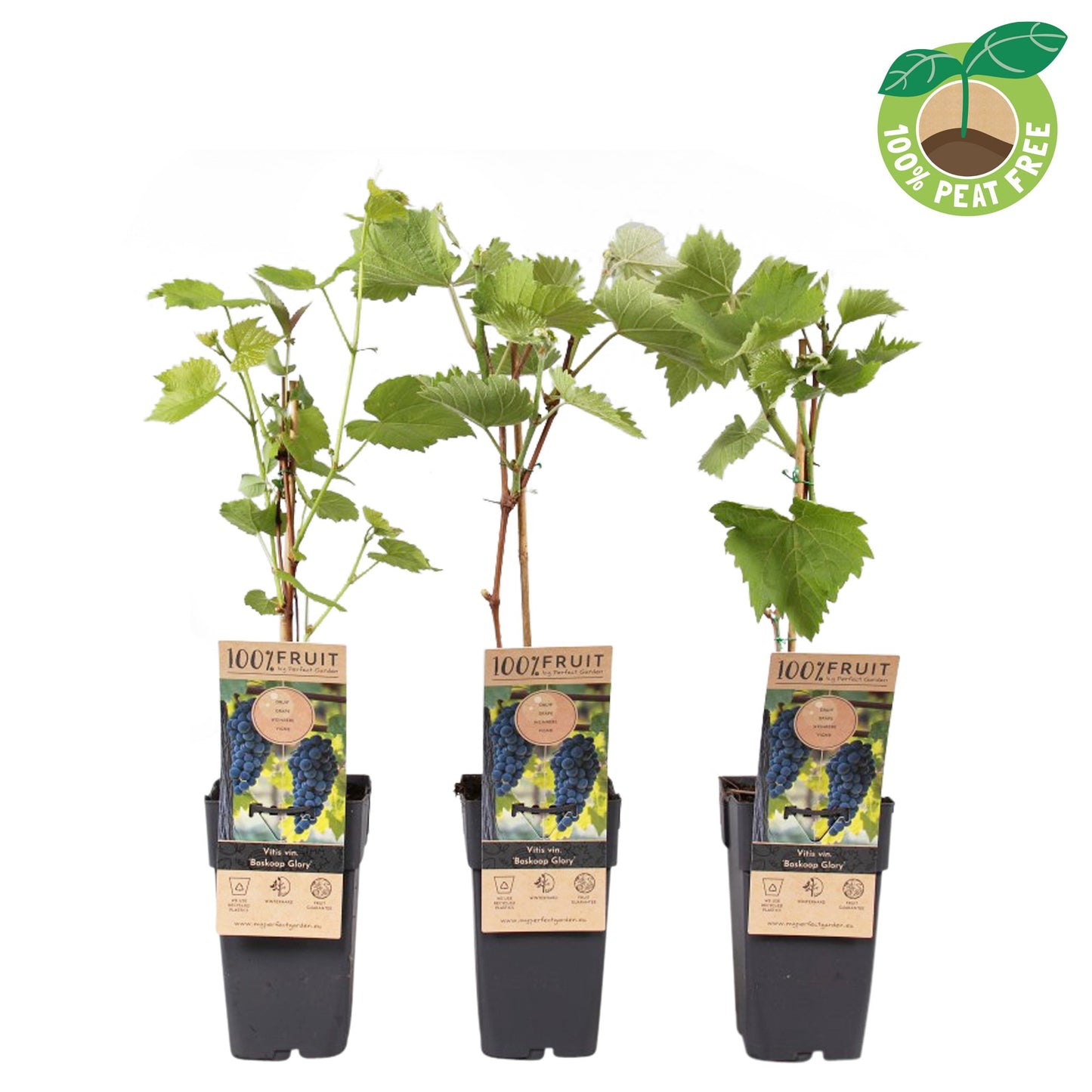 Streng Growers B.V. Vitis Boskoop Glory (Black Grape) Pack of 10