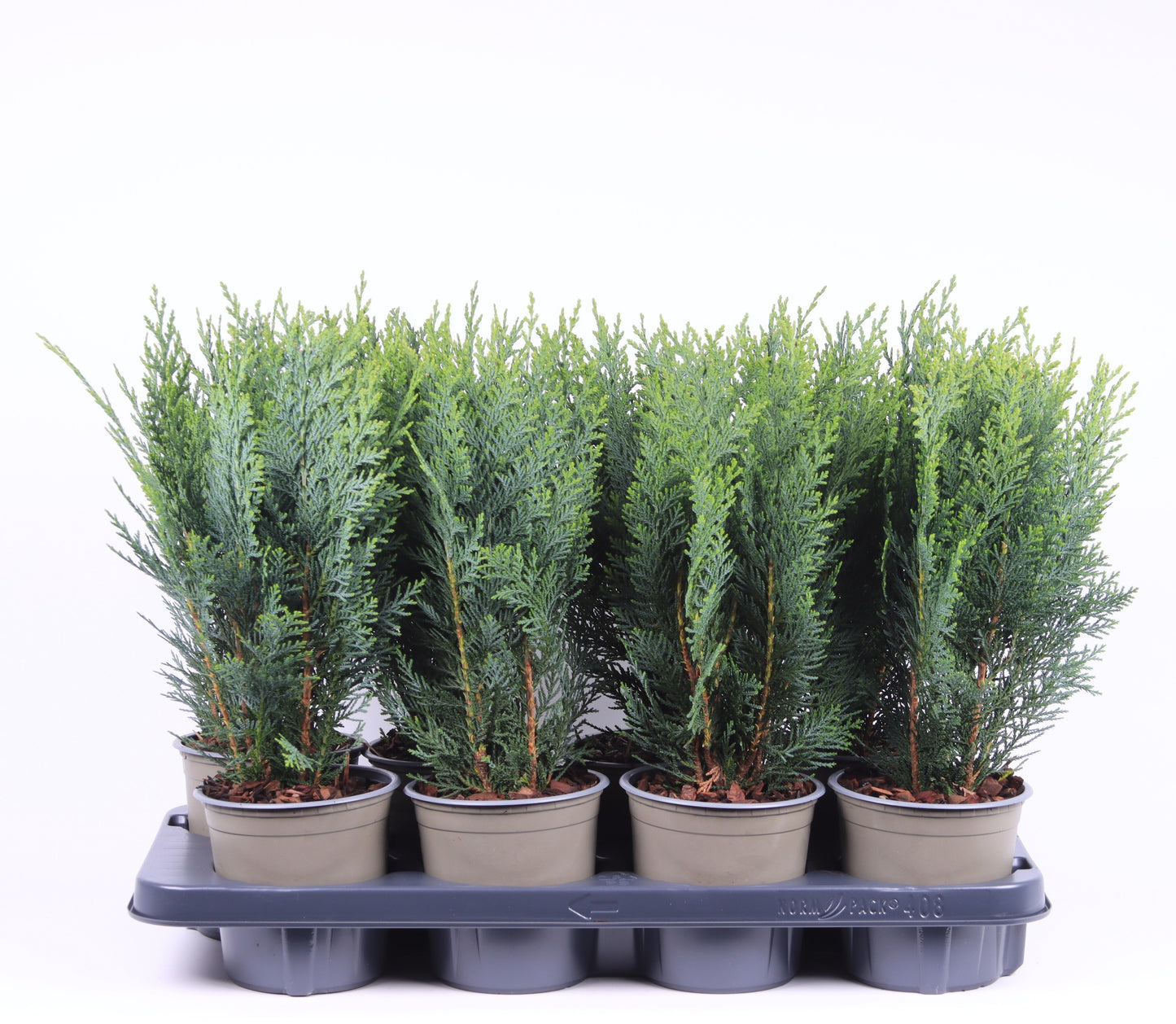 Chamaecyparis lawsoniana Columnaris 40cm 13cm Pot