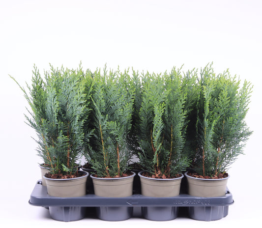 Chamaecyparis lawsoniana Columnaris 40cm 13cm Pot