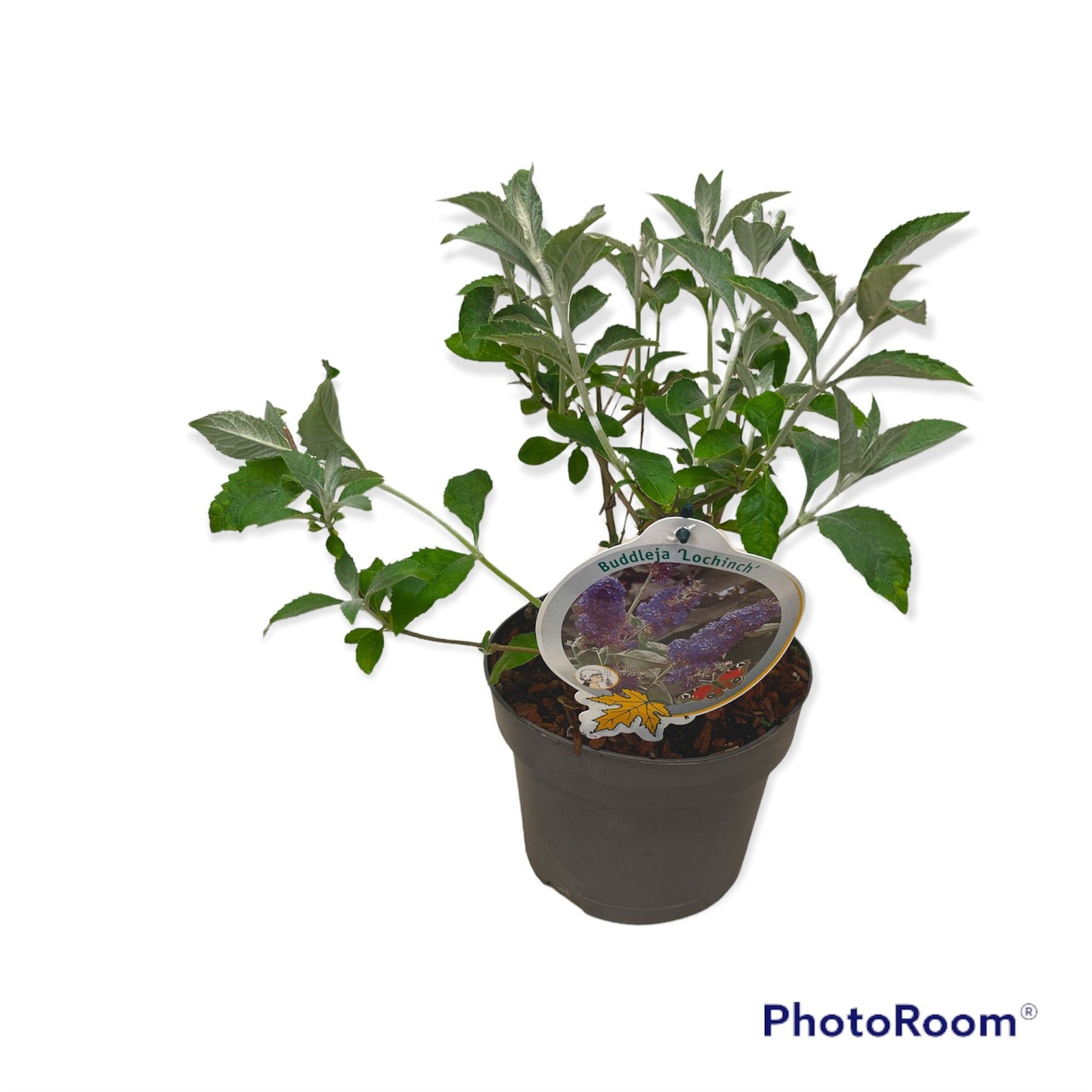 Buddleja davidii Lochinch 50cm 19cm Pot