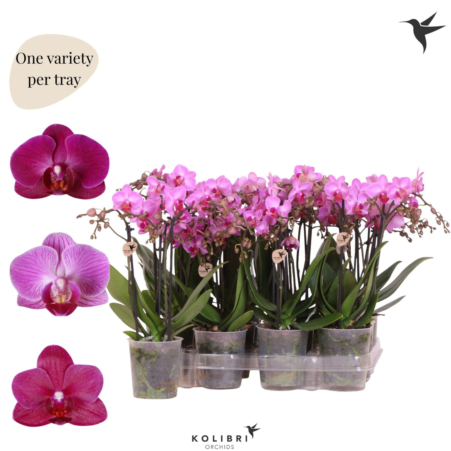 Phalaenopsis Purple 40cm 9cm Pot