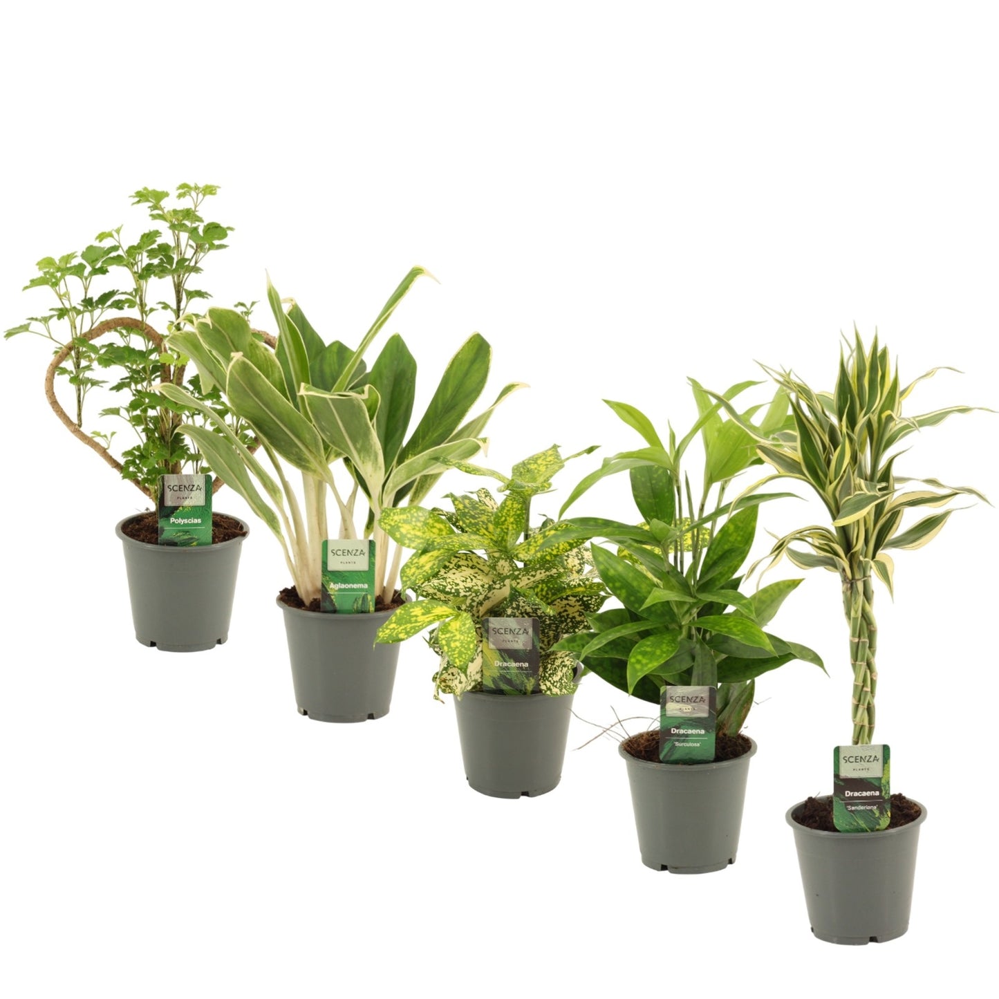 Foliage houseplants mix 50cm 12cm Pot