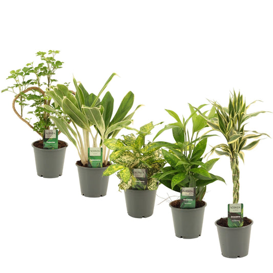 Foliage houseplants mix 50cm 12cm Pot