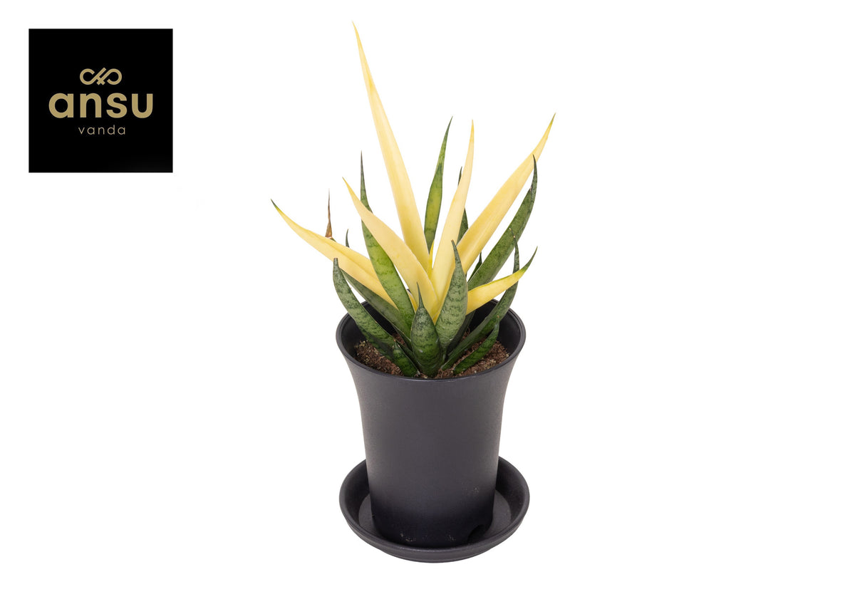 Sansevieria 15cm 7.5cm Pot
