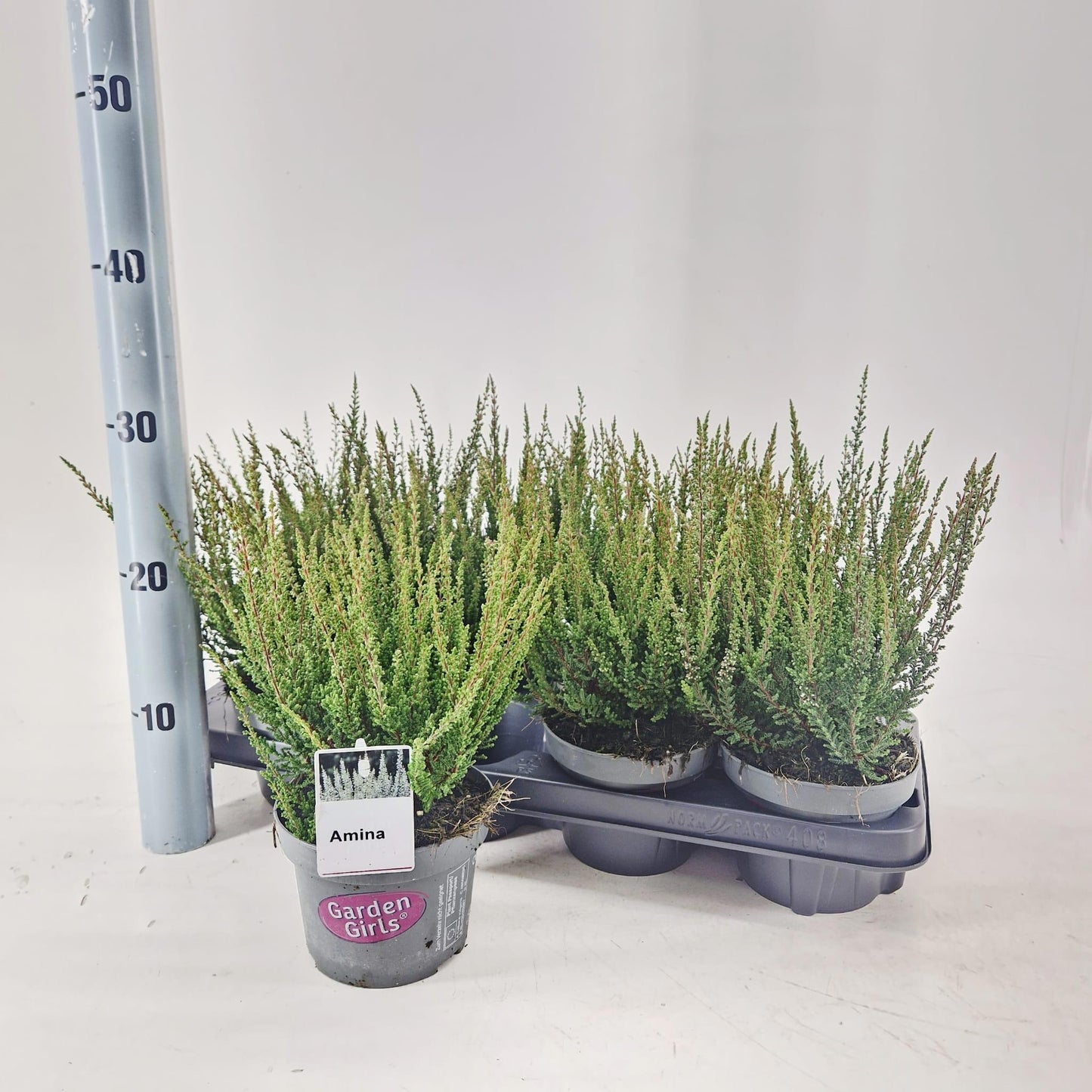 Calluna Garden Girls mix 30cm 13cm Pot