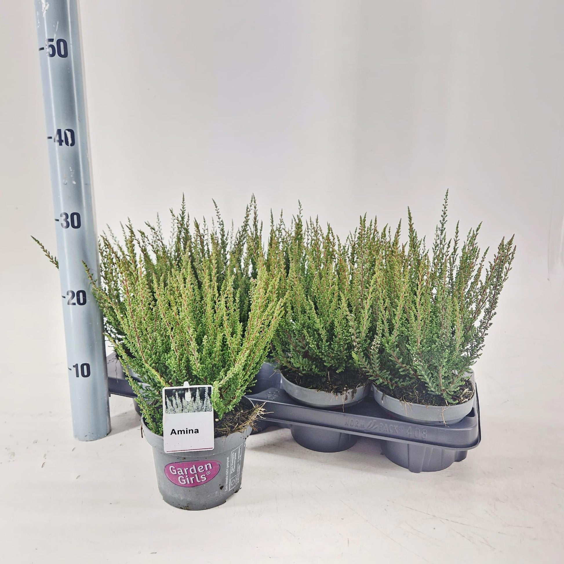 Calluna Garden Girls mix 30cm 13cm Pot