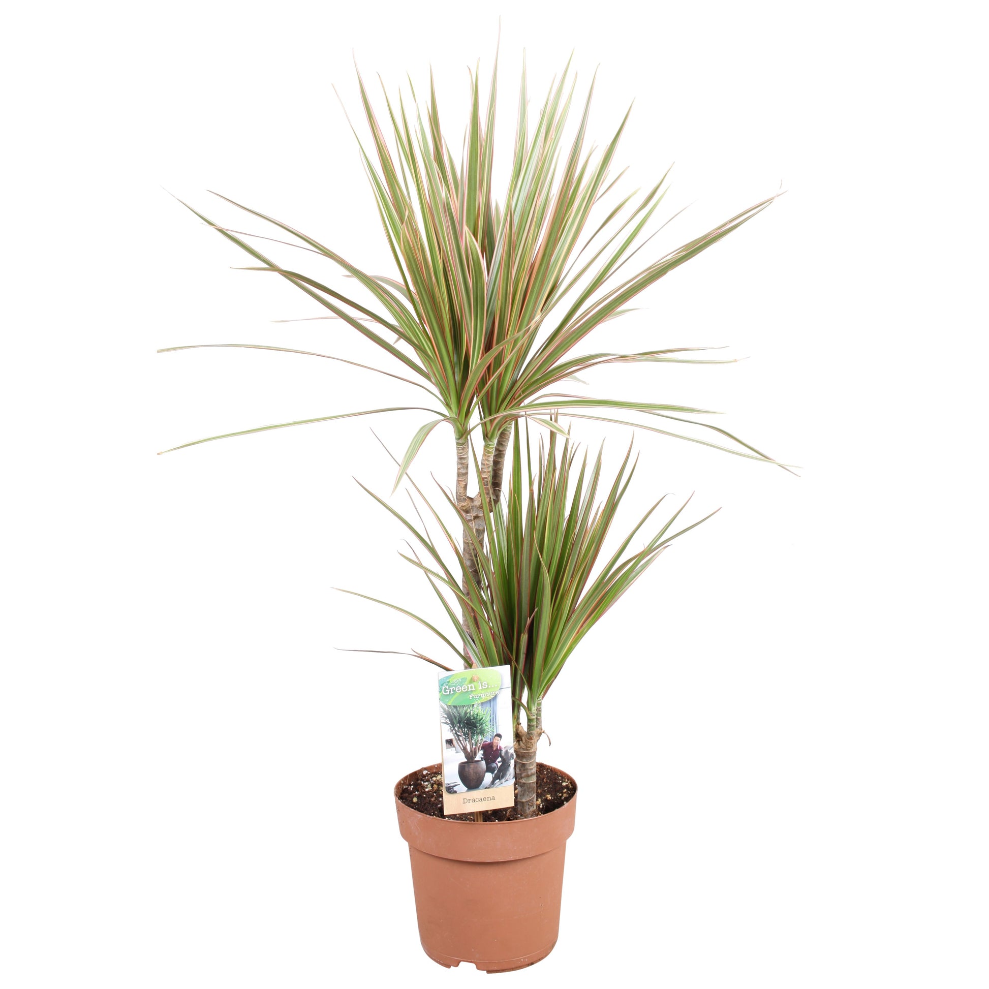Vireo-Hedera plant BV Dracaena Bicolor Pack of 1