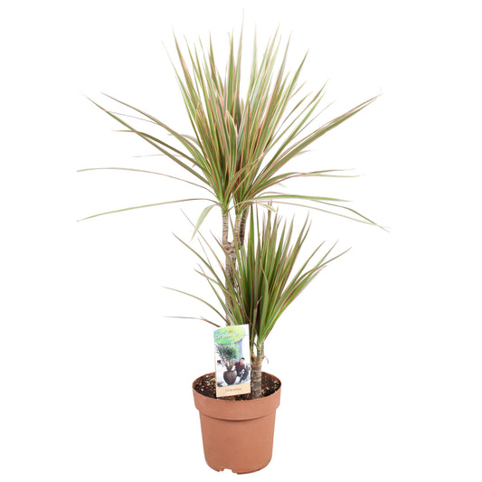 Vireo-Hedera plant BV Dracaena Bicolor Pack of 1