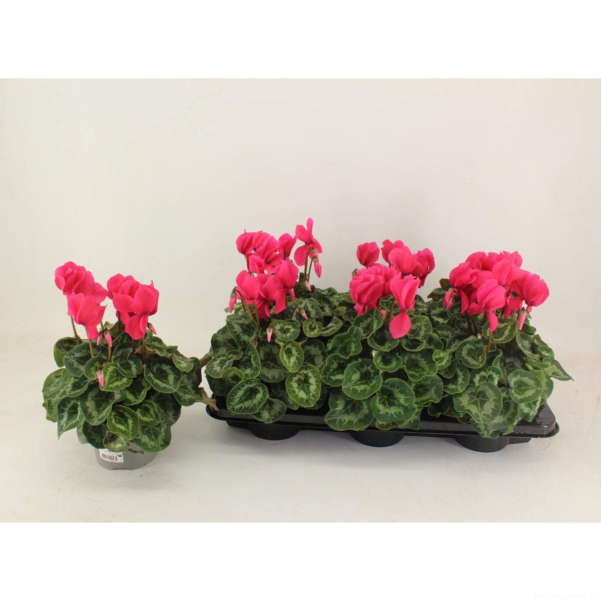 Cyclamen Leopardo 28cm 13cm Pot