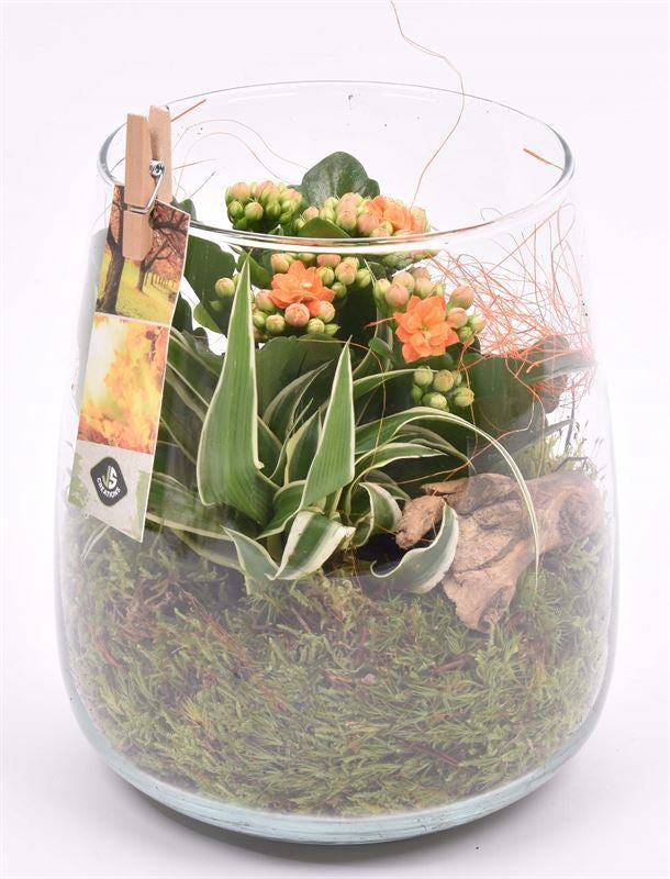 Indoor arrangement 14cm Pot