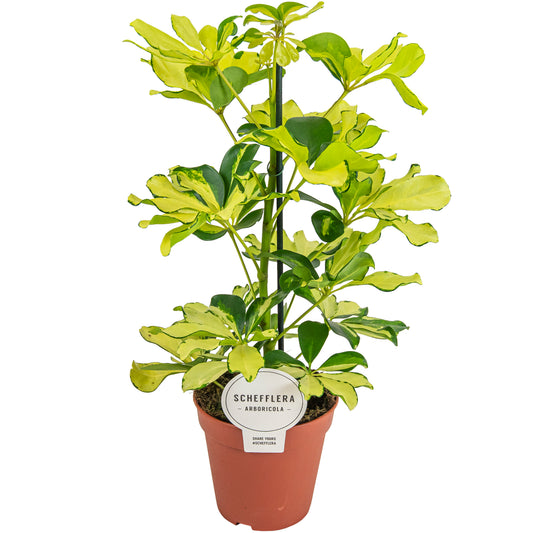 Schefflera Melanie 45cm 13cm Pot