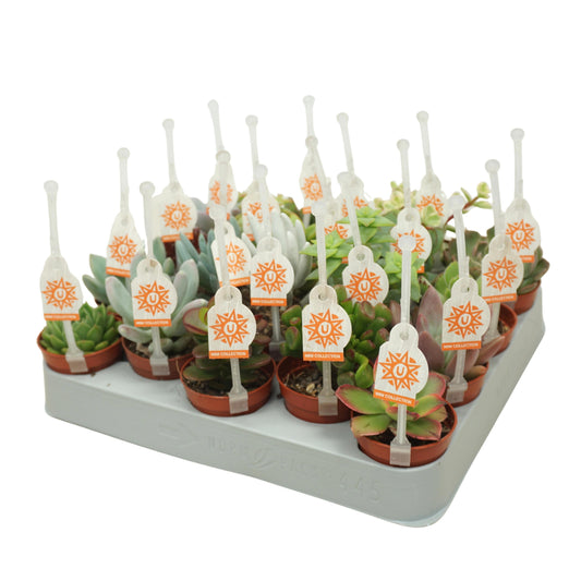 Succulent mix 8cm 5.5cm Pot
