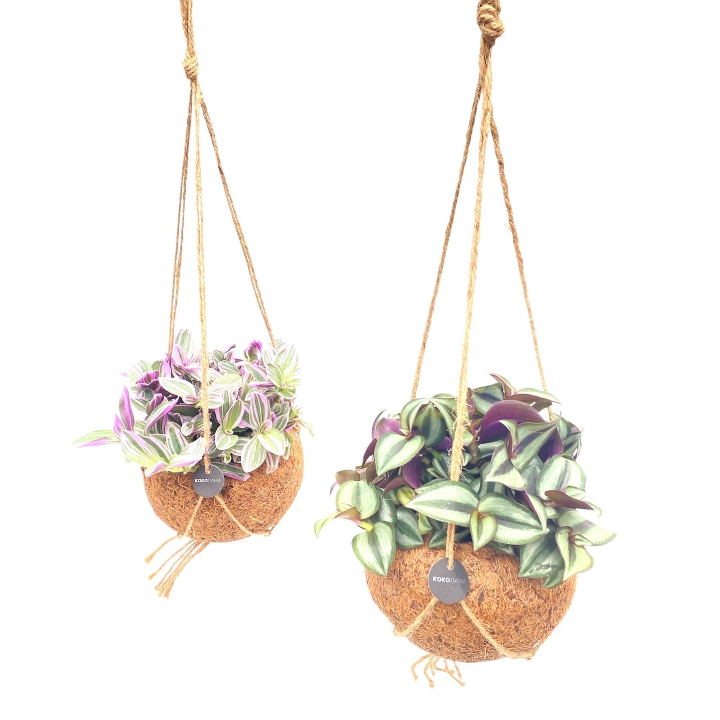 Tradescantia mix 25cm 15cm Pot