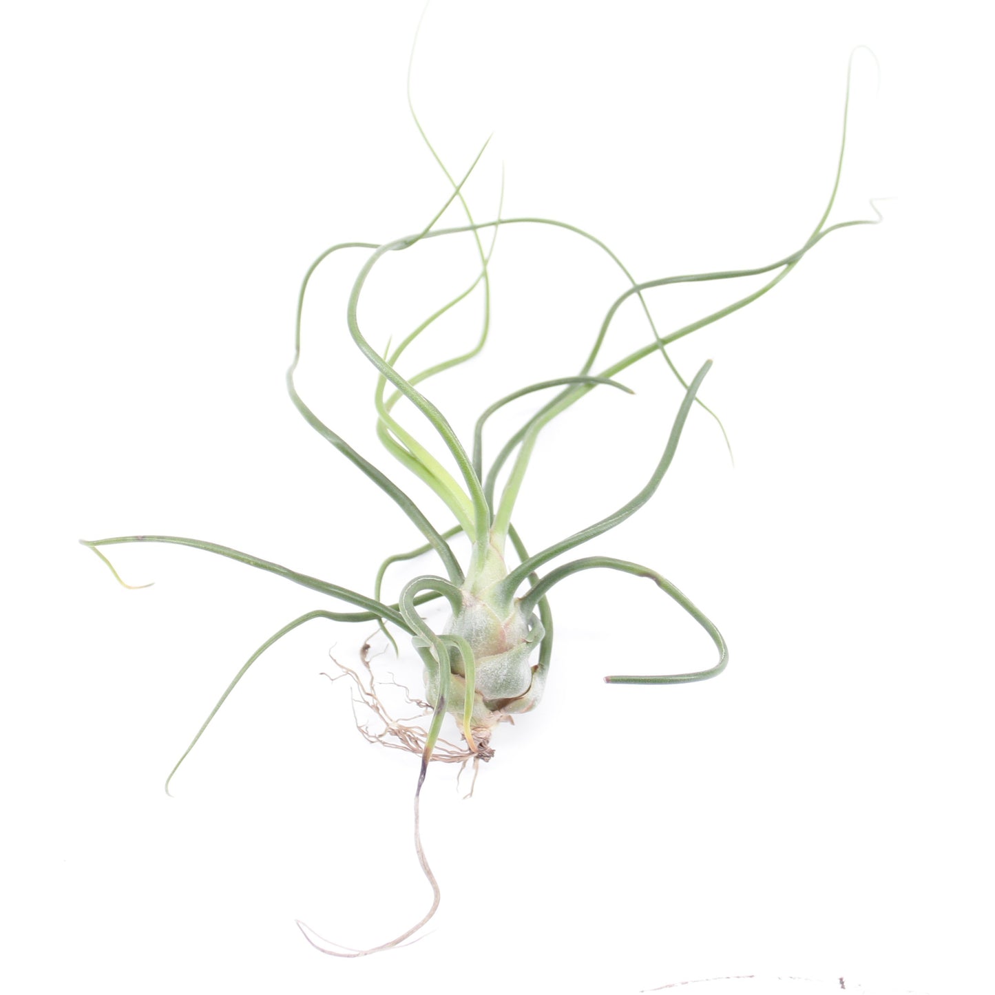 Zeur Niet, kwekerij Tillandsia ionantha Pack of 15